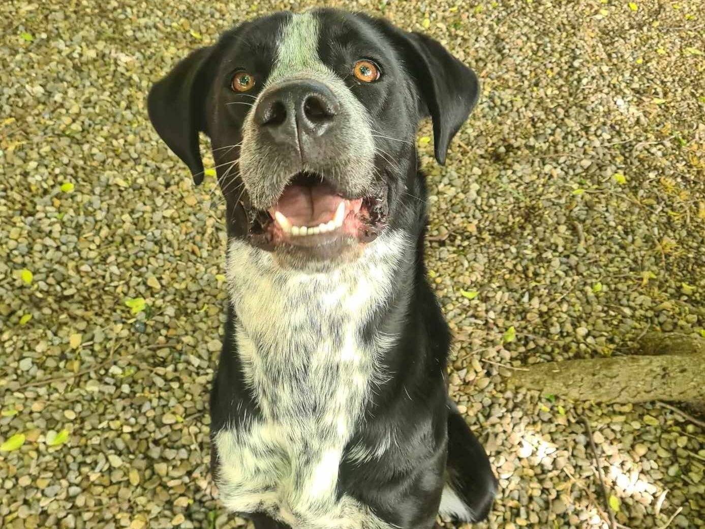 Adotta il cane KATY a Firenze