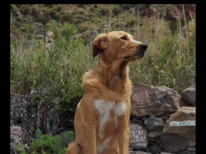 Adotta un cane, maschio, 5 anni  e 3 mesi , Catania
