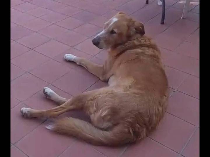 Adotta un cane, taglia grande, maschio, Catania