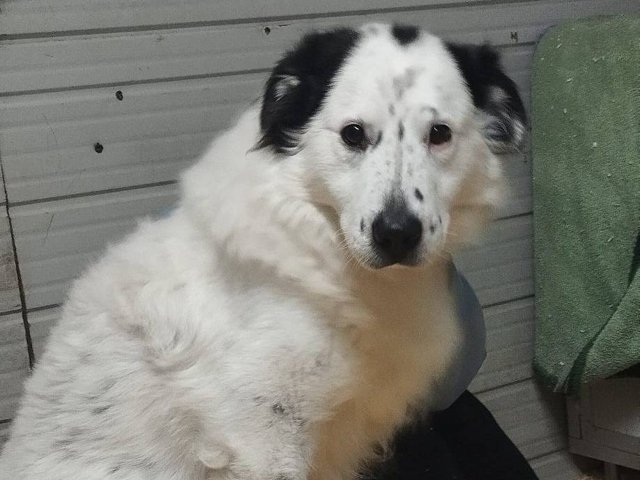 Vuoi adottare un cane a Milano?