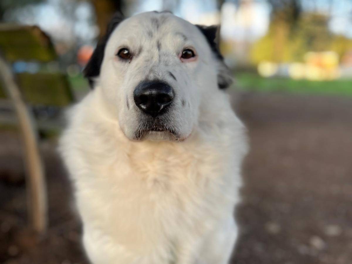 Adotta il cane Jonny a Milano