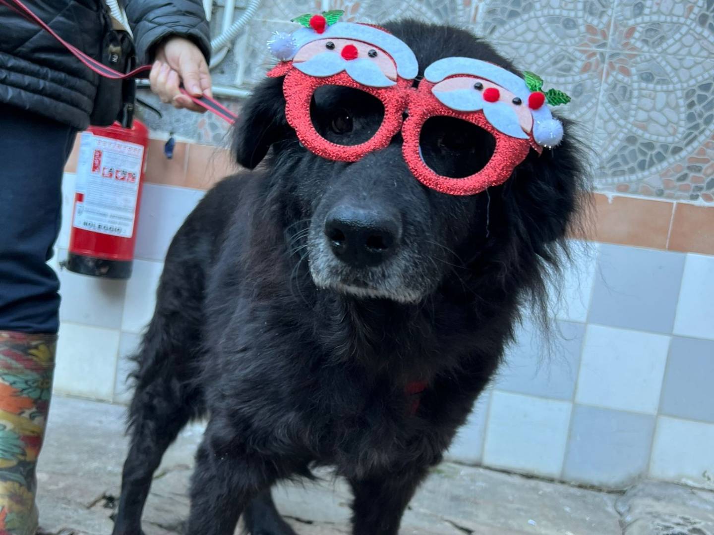 Vuoi adottare un cane a Milano?