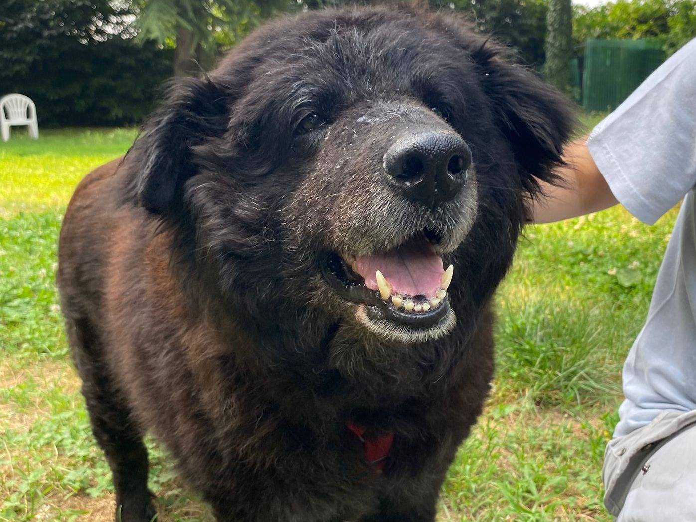 Adotta il cane Agata a Milano