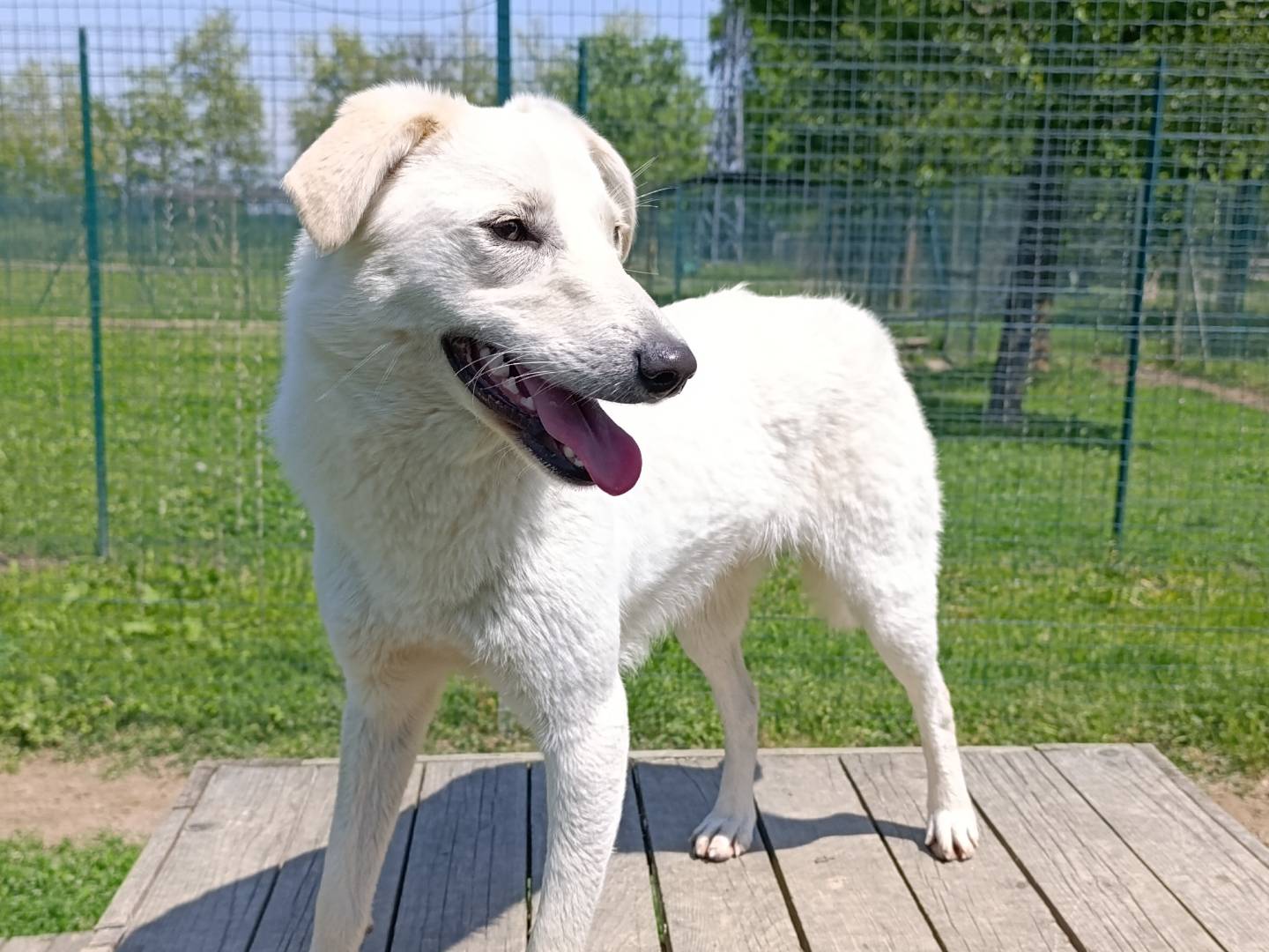 Vuoi adottare un cane a Pavia?