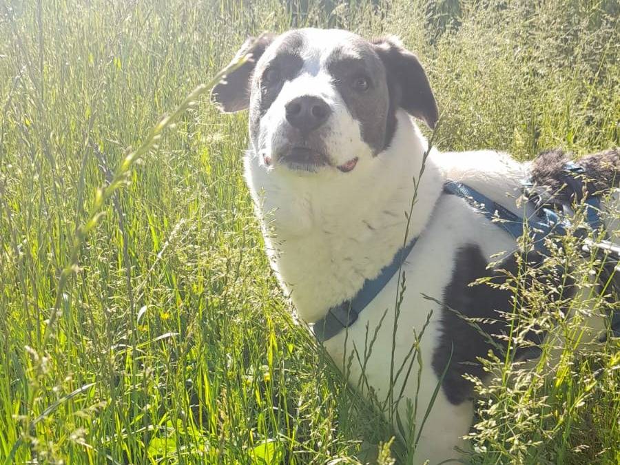 Adotta un cane, maschio, 9 anni  e 9 mesi , Milano