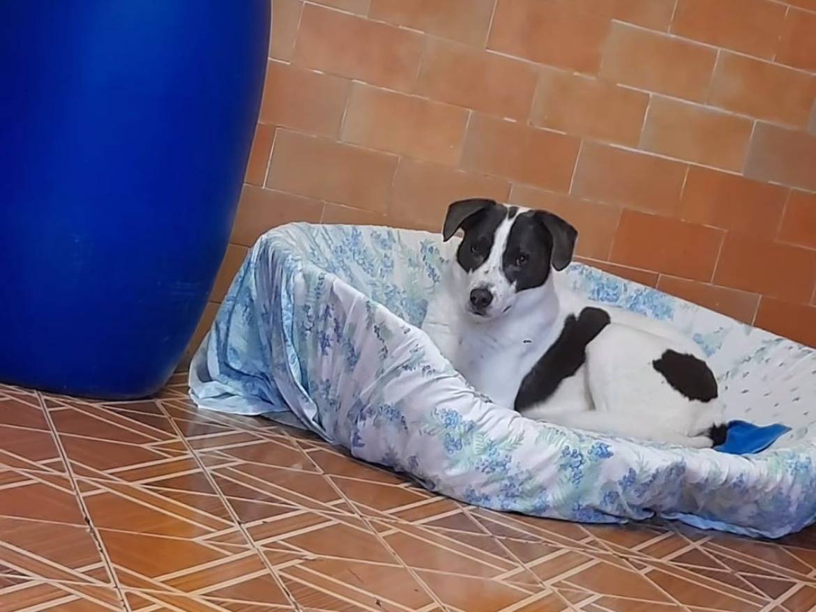 Vuoi adottare un cane a Milano?