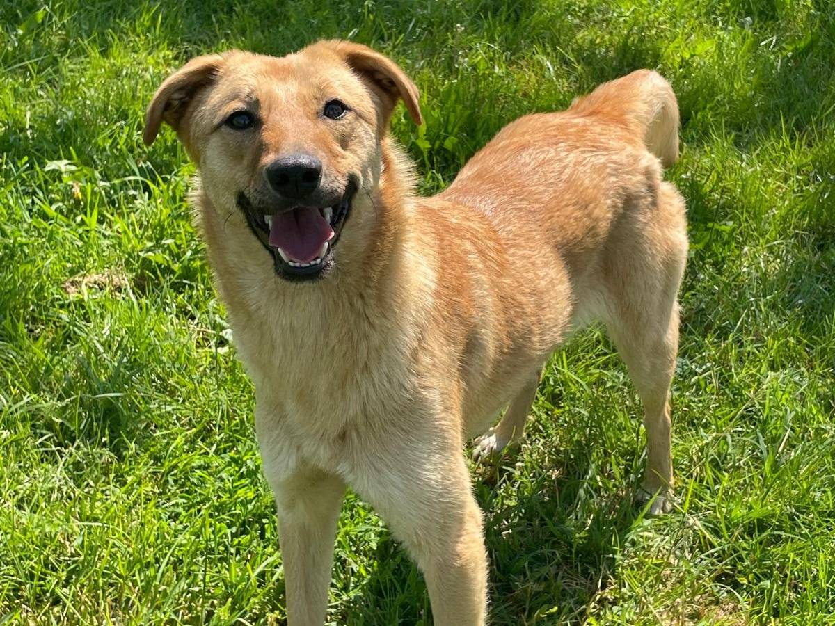 Adozione cane, femmina, Razza sconosciuta Razza sconosciuta, 1 anno e 5 mesi, taglia media contenuta, Pavia
