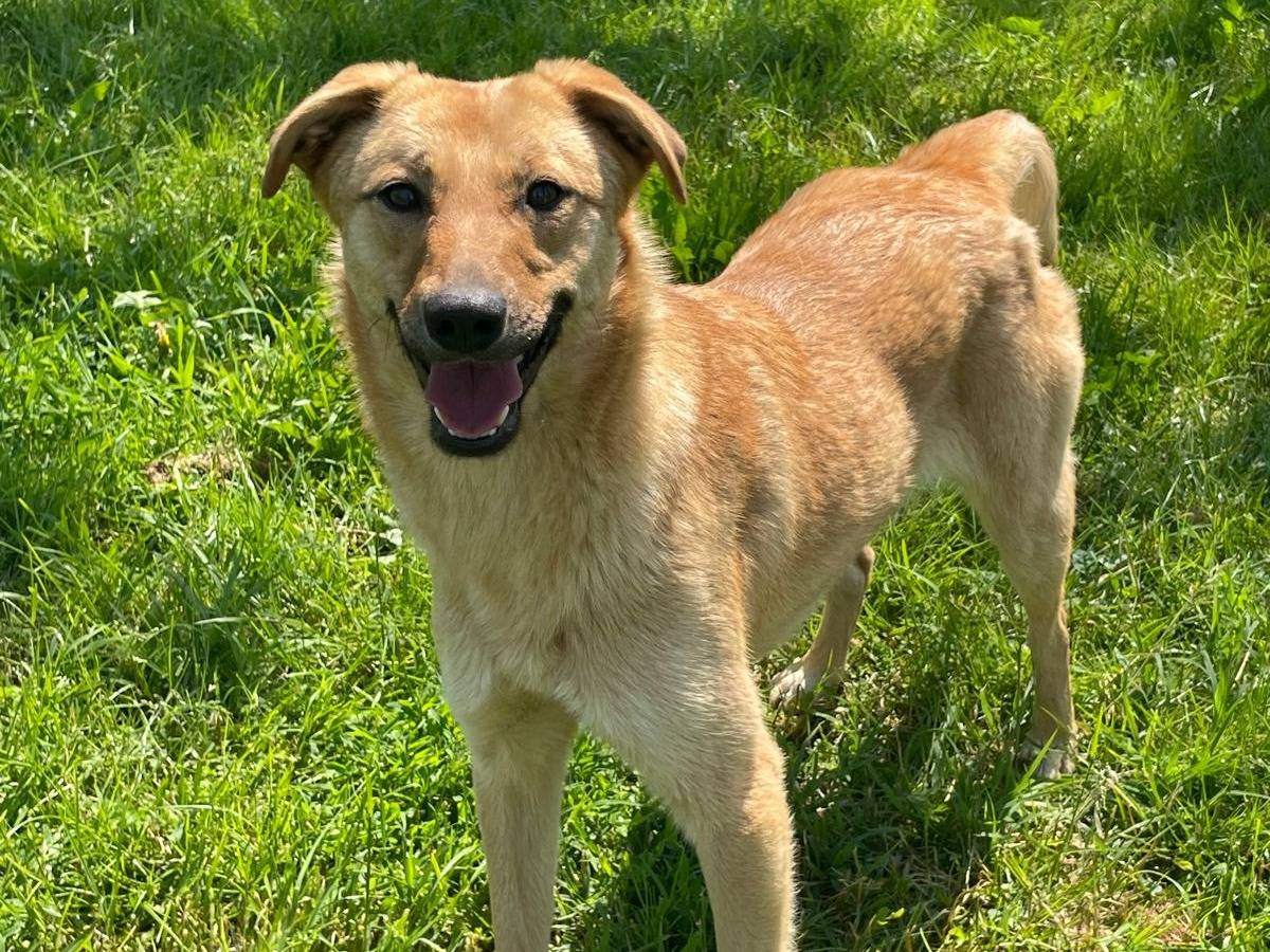 Adotta un cane, femmina, 1 anno e 5 mesi, Pavia