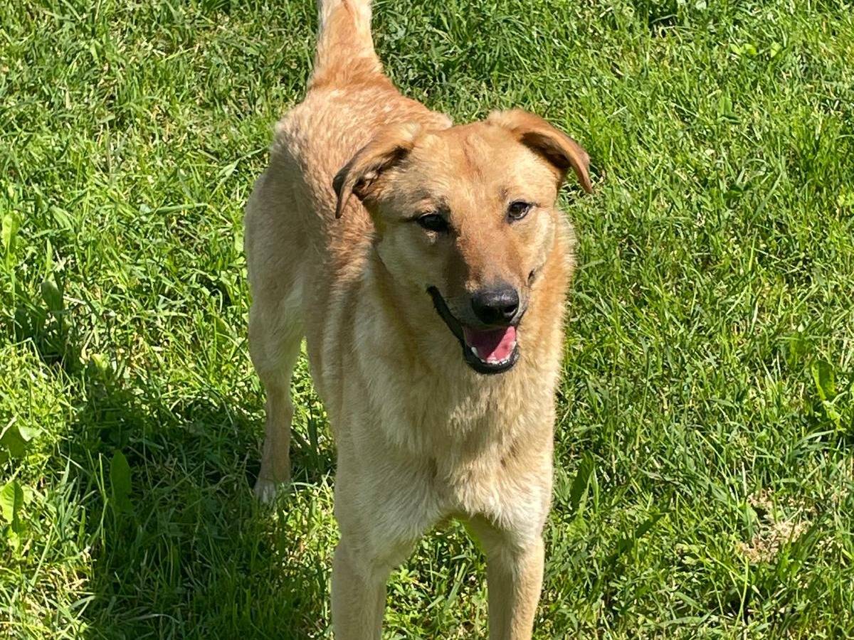 Adotta un cane, taglia media contenuta, femmina, Pavia