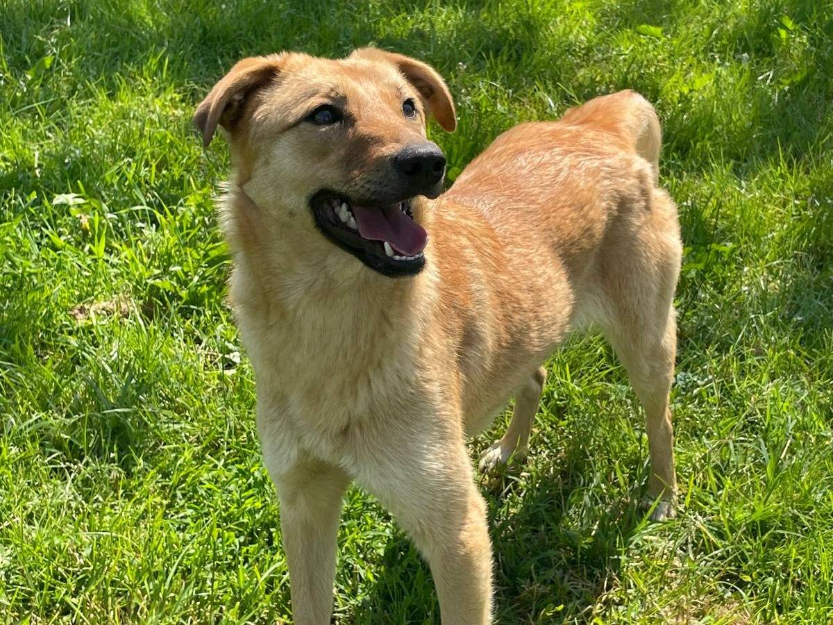 Vuoi adottare un cane a Pavia?