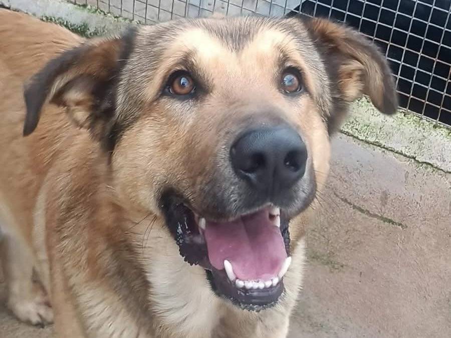Adotta un cane, maschio, 2 anni  e 5 mesi , Latina