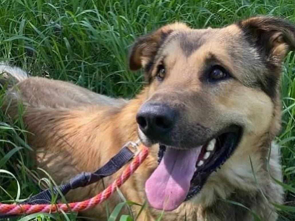 Adotta un cane, taglia grande, maschio, Latina
