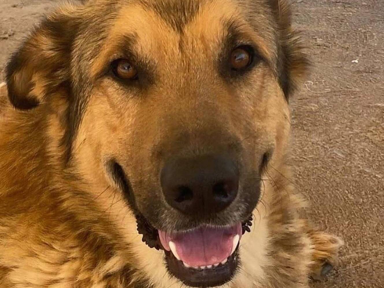 Vuoi adottare un cane a Latina?