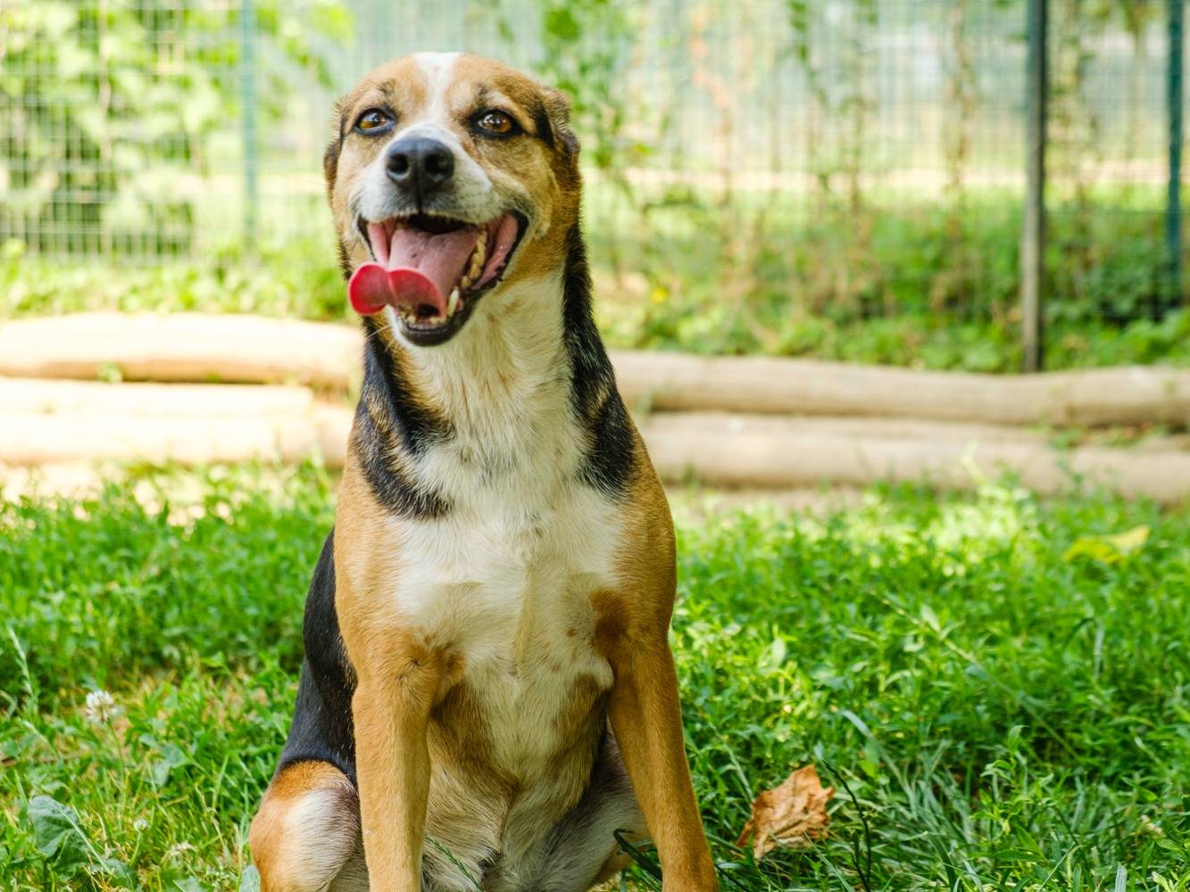 Adotta un cane, femmina, 4 anni  e 4 mesi , Pavia