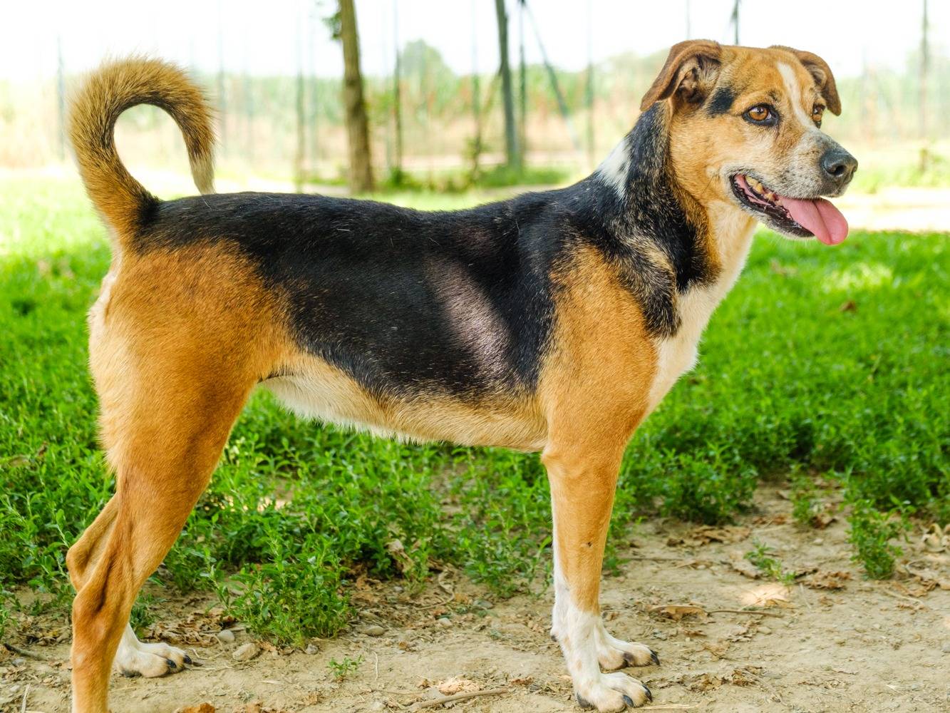 Adotta un cane, taglia media contenuta, femmina, Pavia