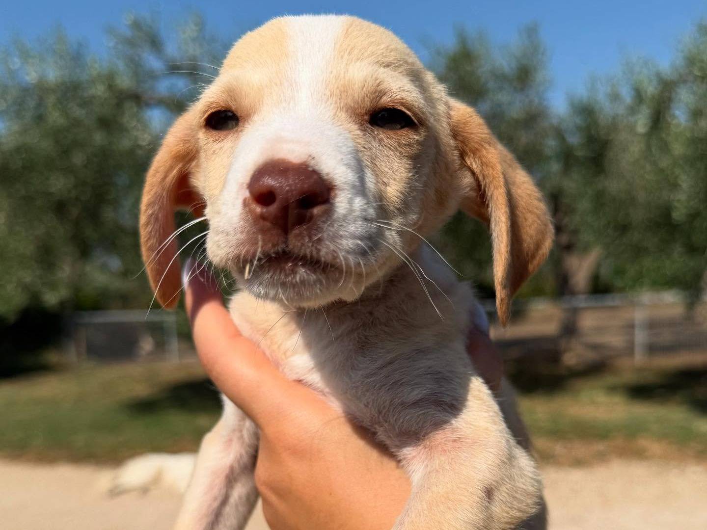 Adotta un cane, maschio, 2 mesi, Matera
