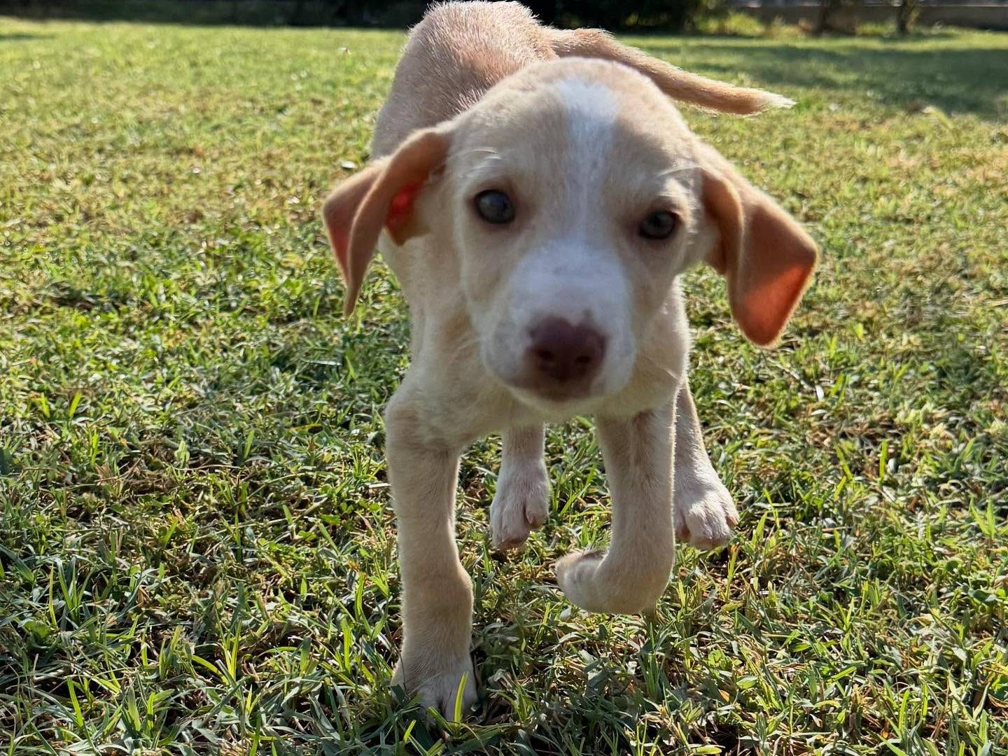 Adotta un cane, taglia media contenuta, maschio, Matera