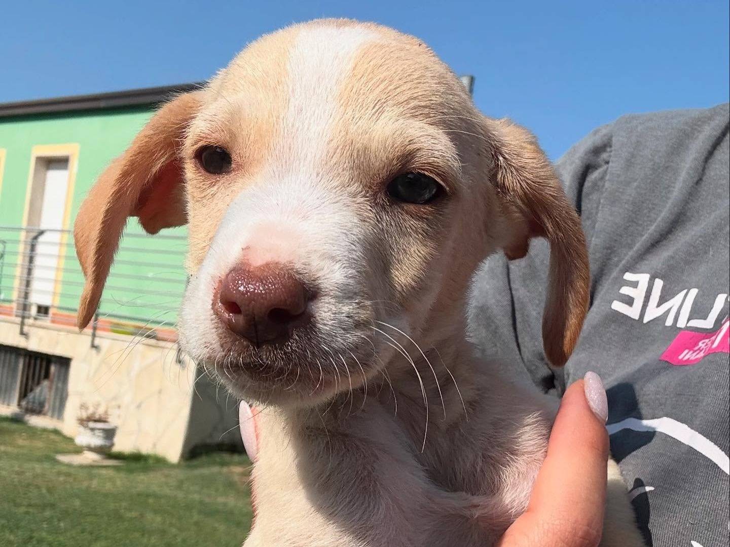 Vuoi adottare un cane a Matera?