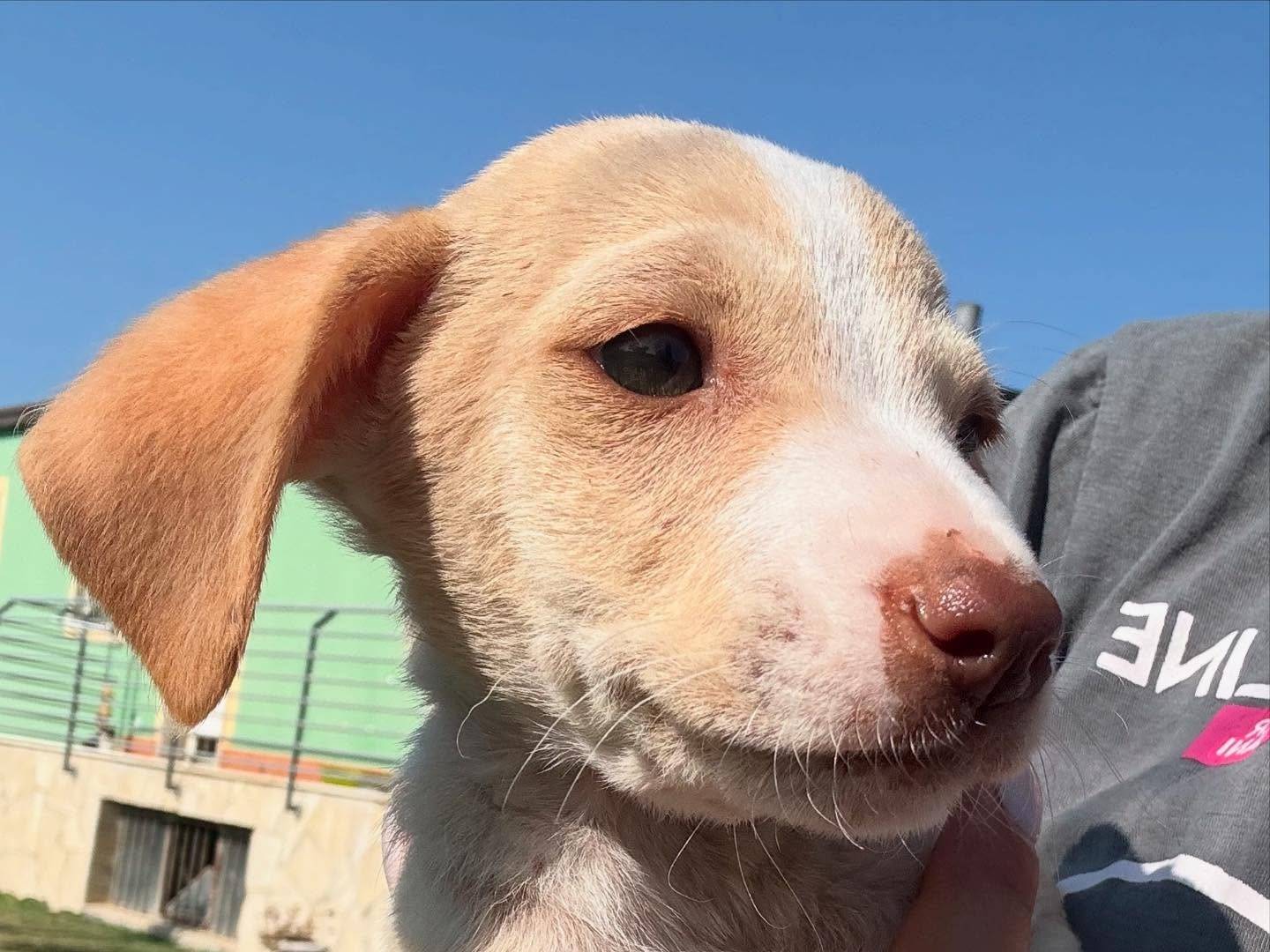 Adotta il cane Fungo a Matera