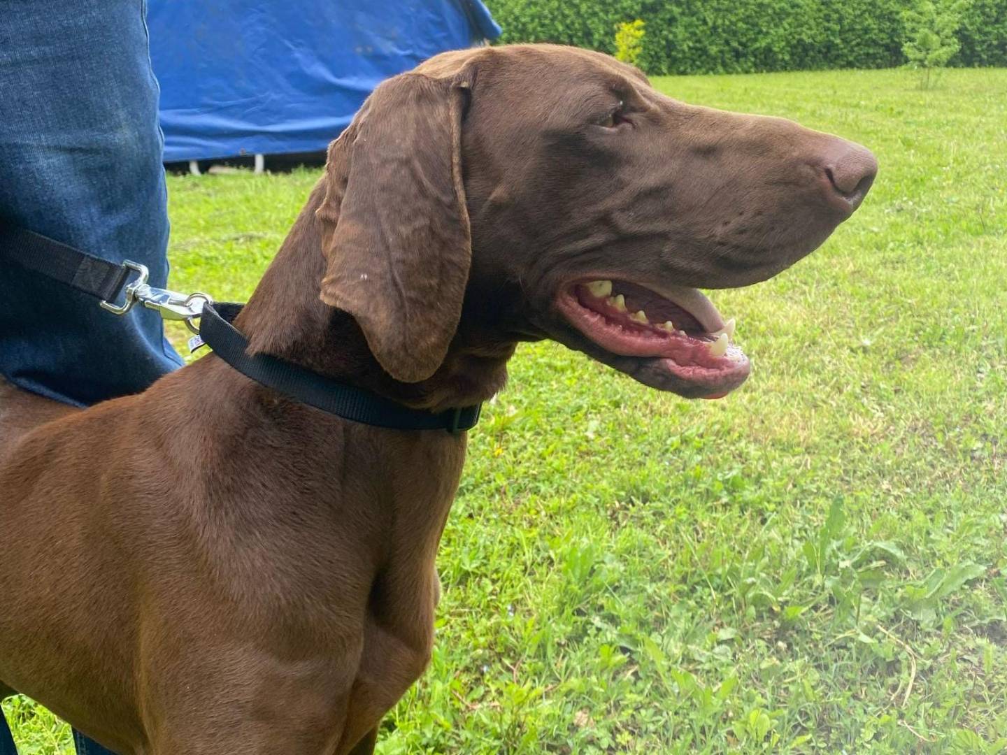 Adotta un cane, maschio, 2 anni  e 3 mesi , Verona