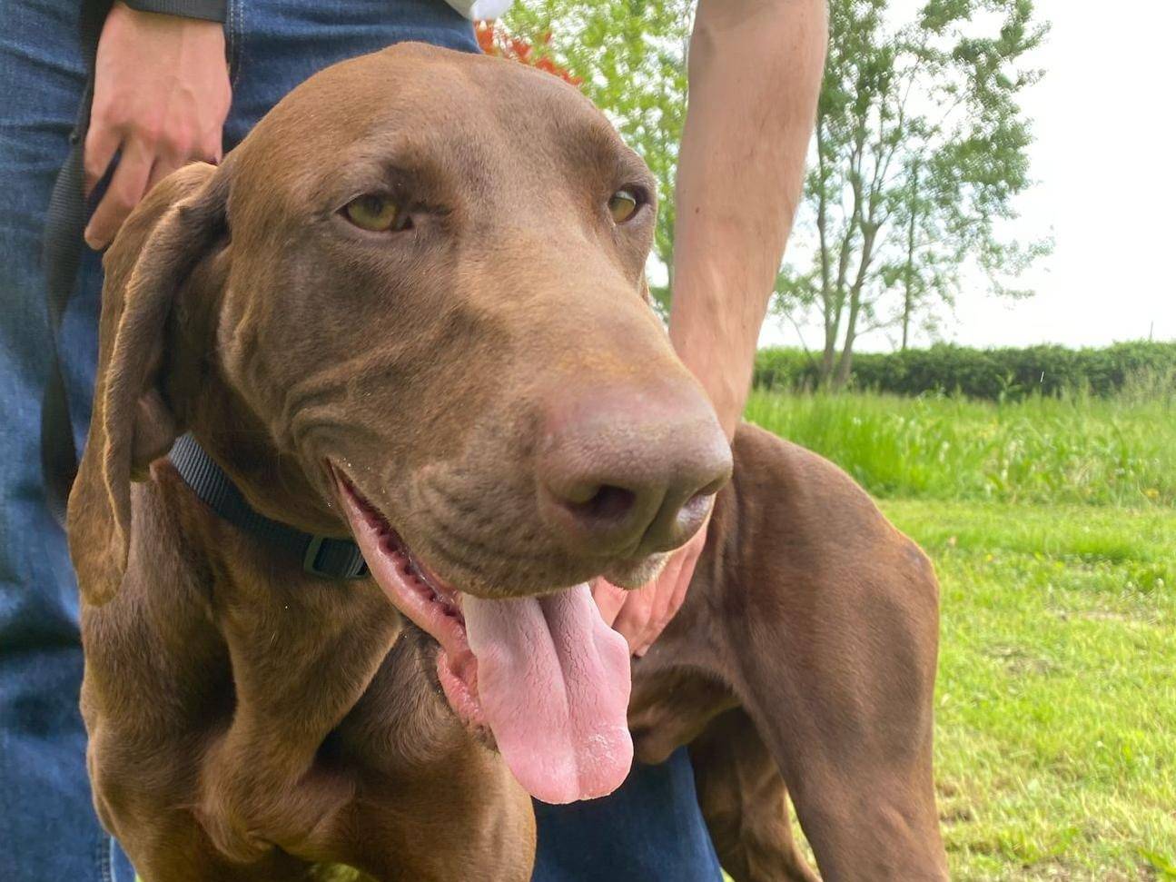 Adotta un cane, taglia grande, maschio, Verona