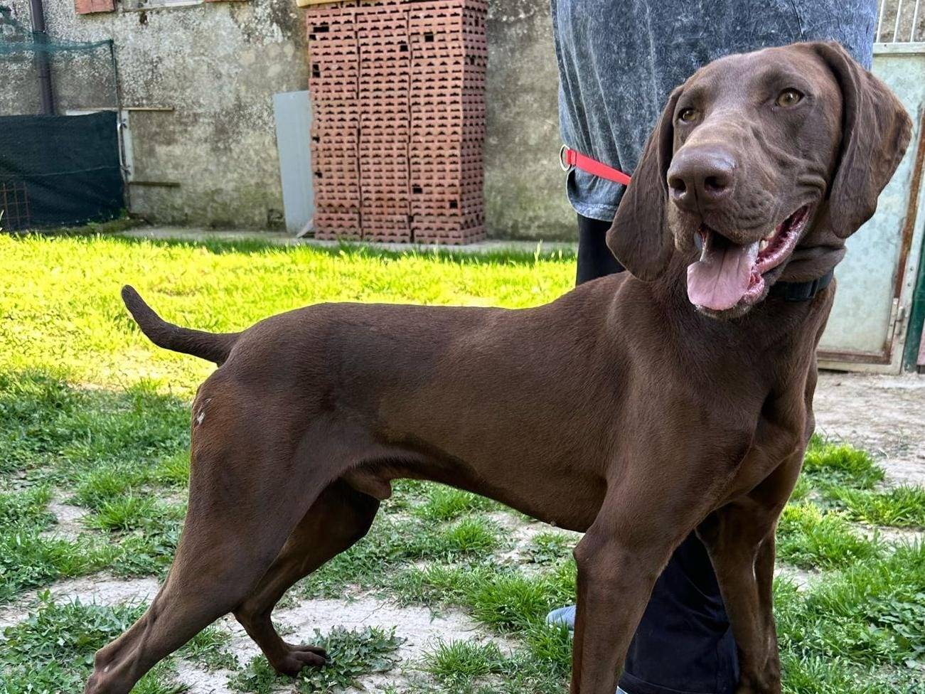 Vuoi adottare un cane a Verona?