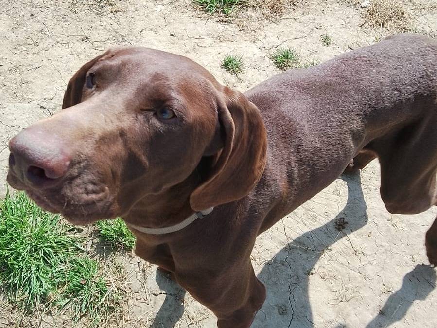 Adotta un cane, femmina, 2 anni  e 7 mesi , Verona