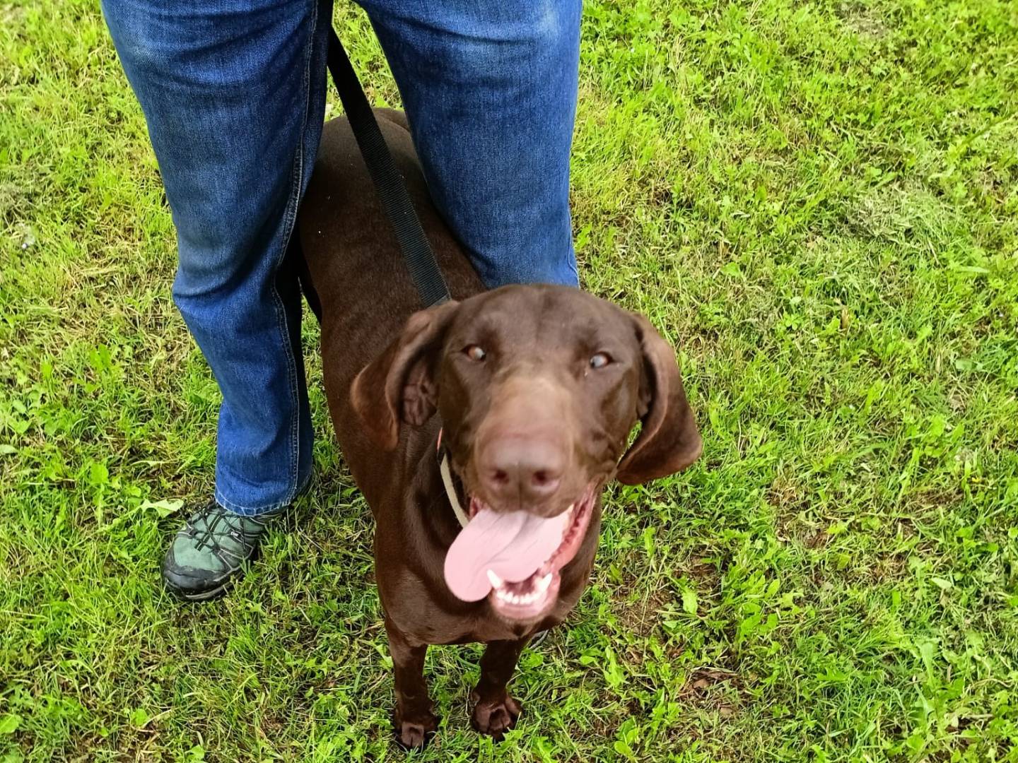 Adotta un cane, taglia grande, femmina, Verona