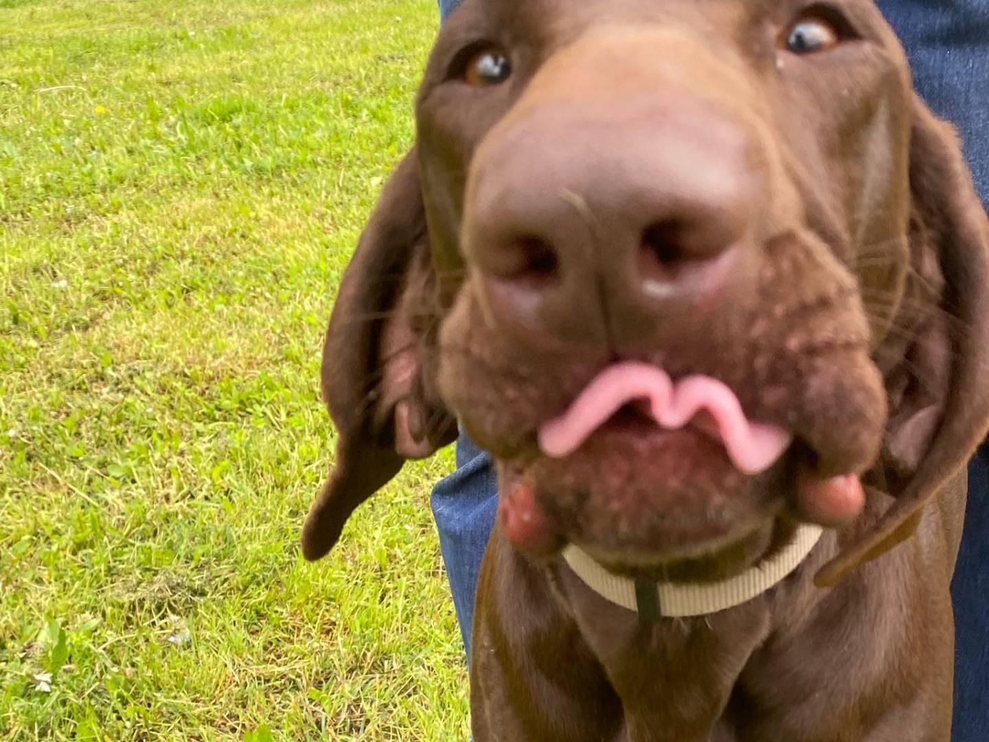 Vuoi adottare un cane a Verona?