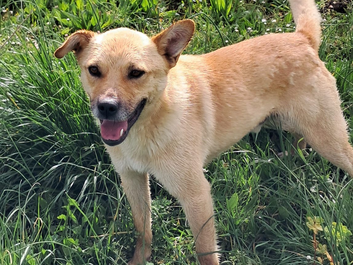 Adotta un cane, maschio, 1 anno e 5 mesi , Avellino