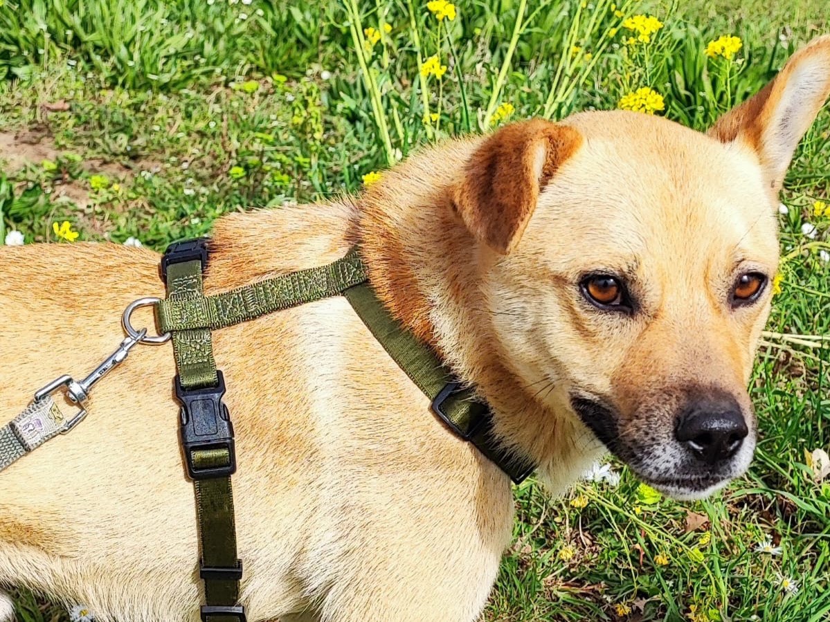 Adotta un cane, taglia media contenuta, maschio, Avellino