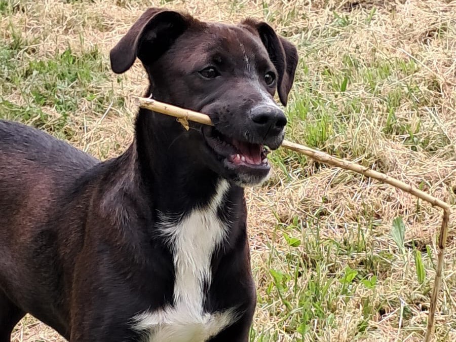 Adotta un cane, maschio, 5 mesi, Avellino