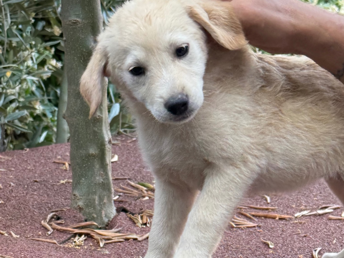 Adotta un cane, femmina, 1 mesi, Catanzaro