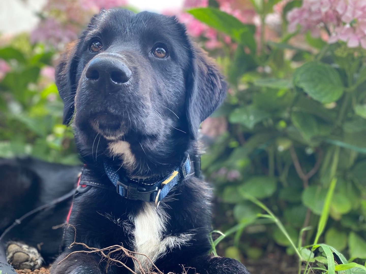 Adotta un cane, maschio, 9 mesi, Catanzaro