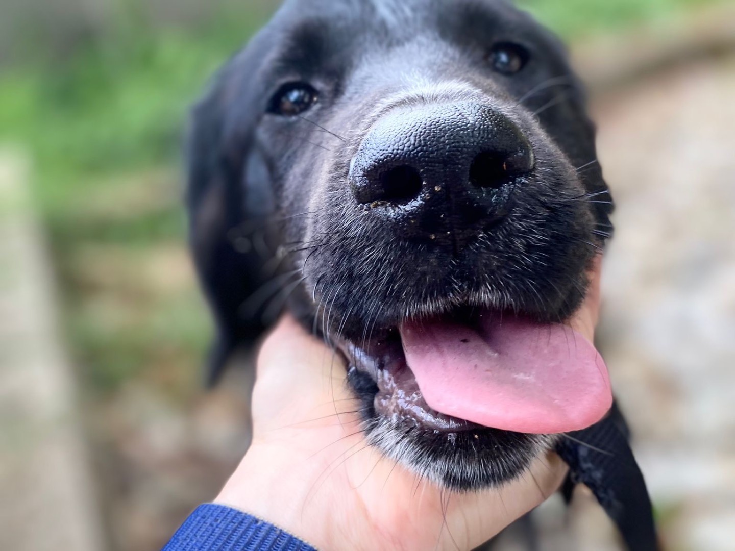 Adotta il cane Will Smith a Catanzaro
