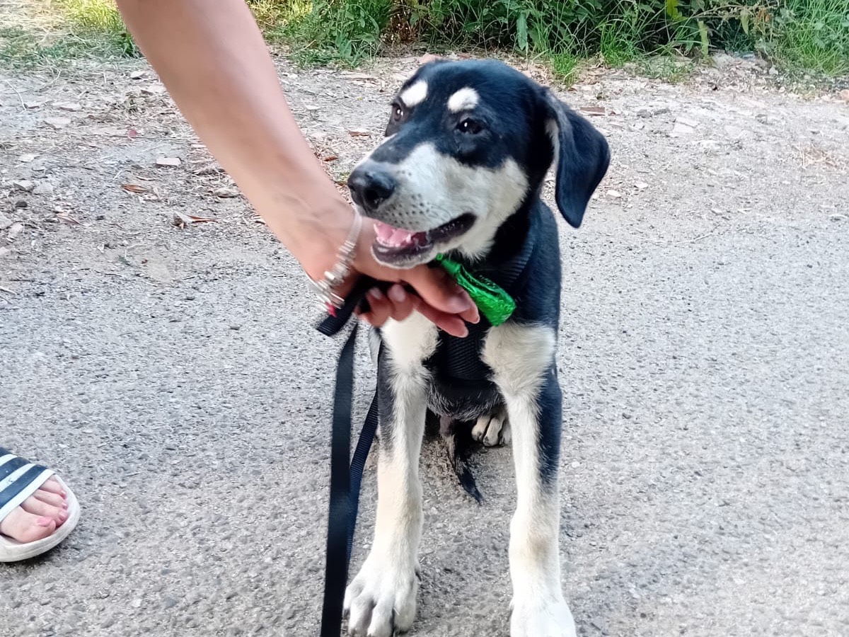 Adotta un cane, taglia media, maschio, Catanzaro
