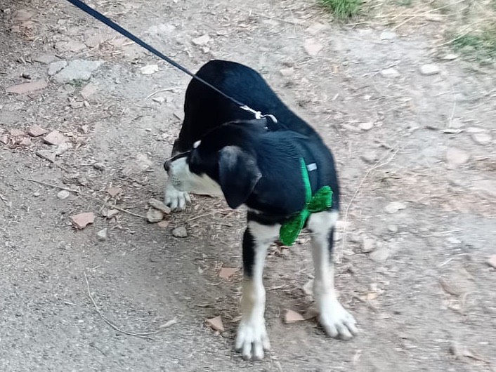 Adotta il cane Toto a Catanzaro