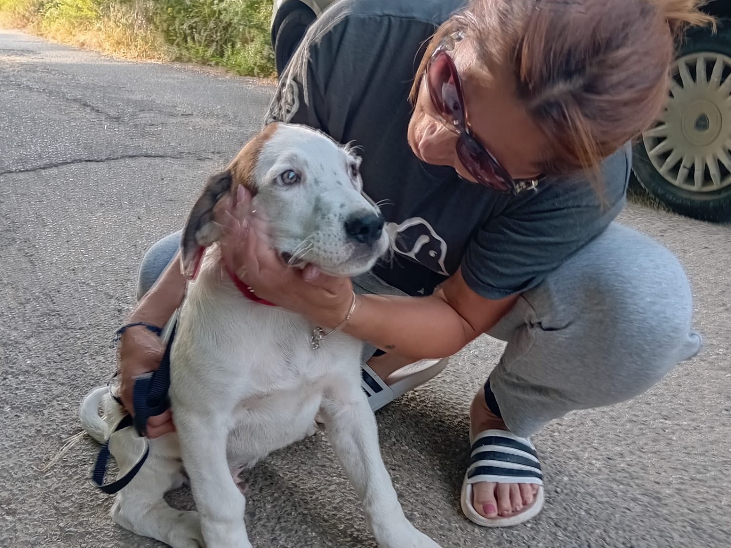 Adotta un cane, taglia media, maschio, Catanzaro