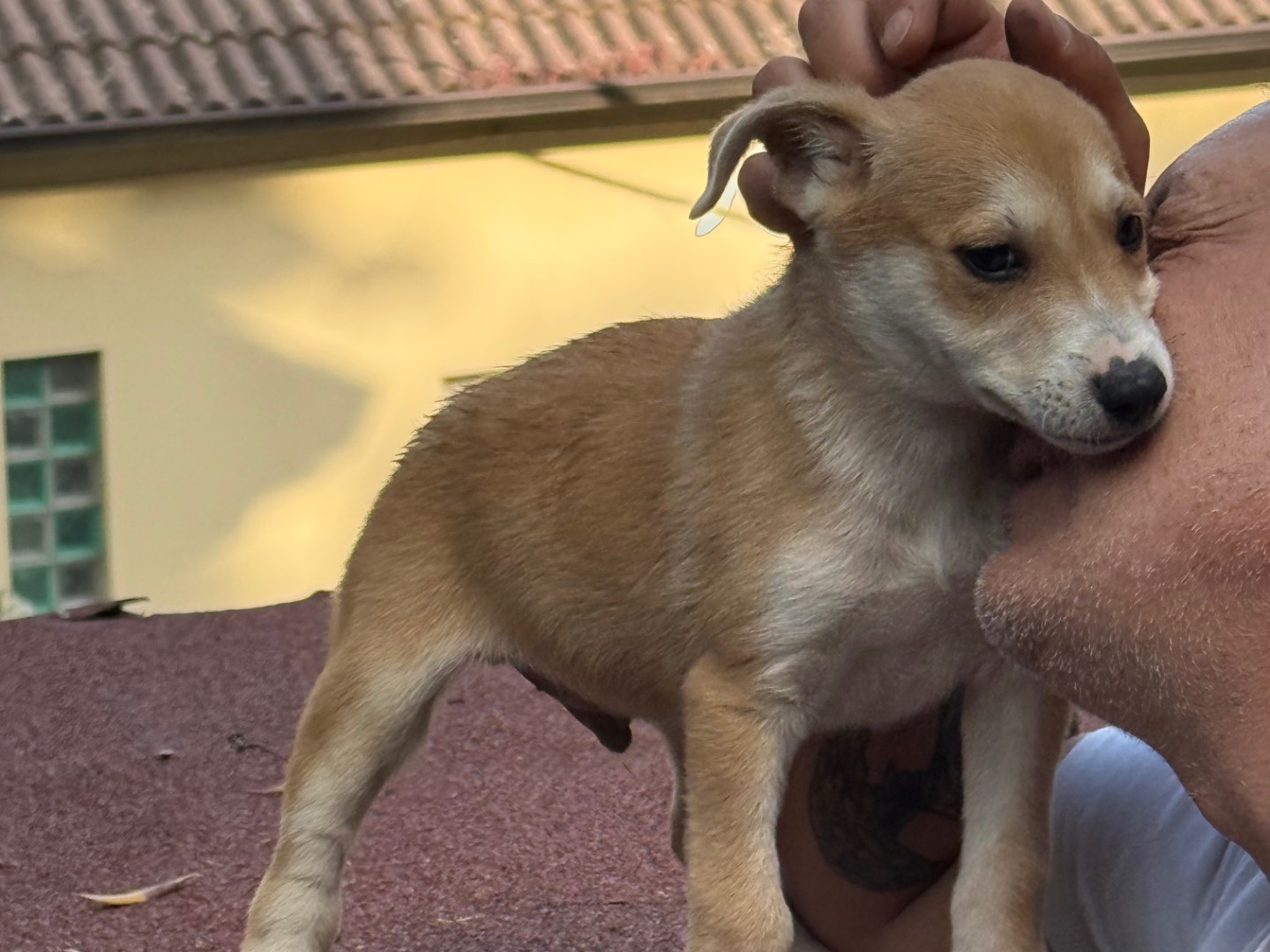 Adotta un cane, taglia media contenuta, maschio, Catanzaro