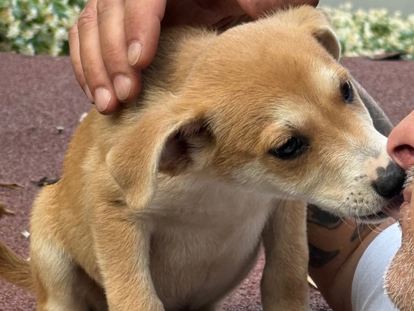 Adotta il cane Geronimo a Catanzaro