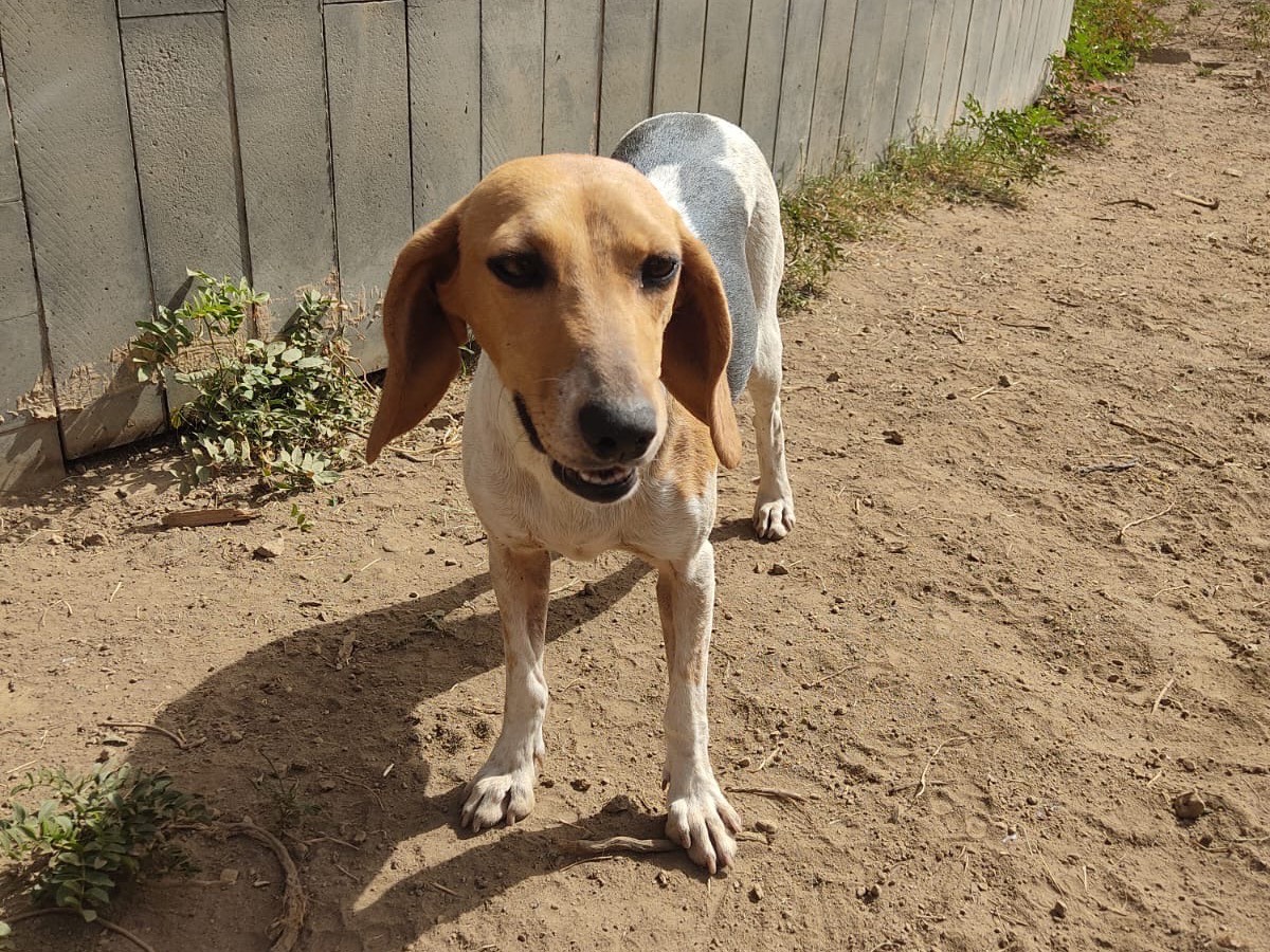 Adotta un cane, femmina, 2 anni  e 4 mesi , Catania