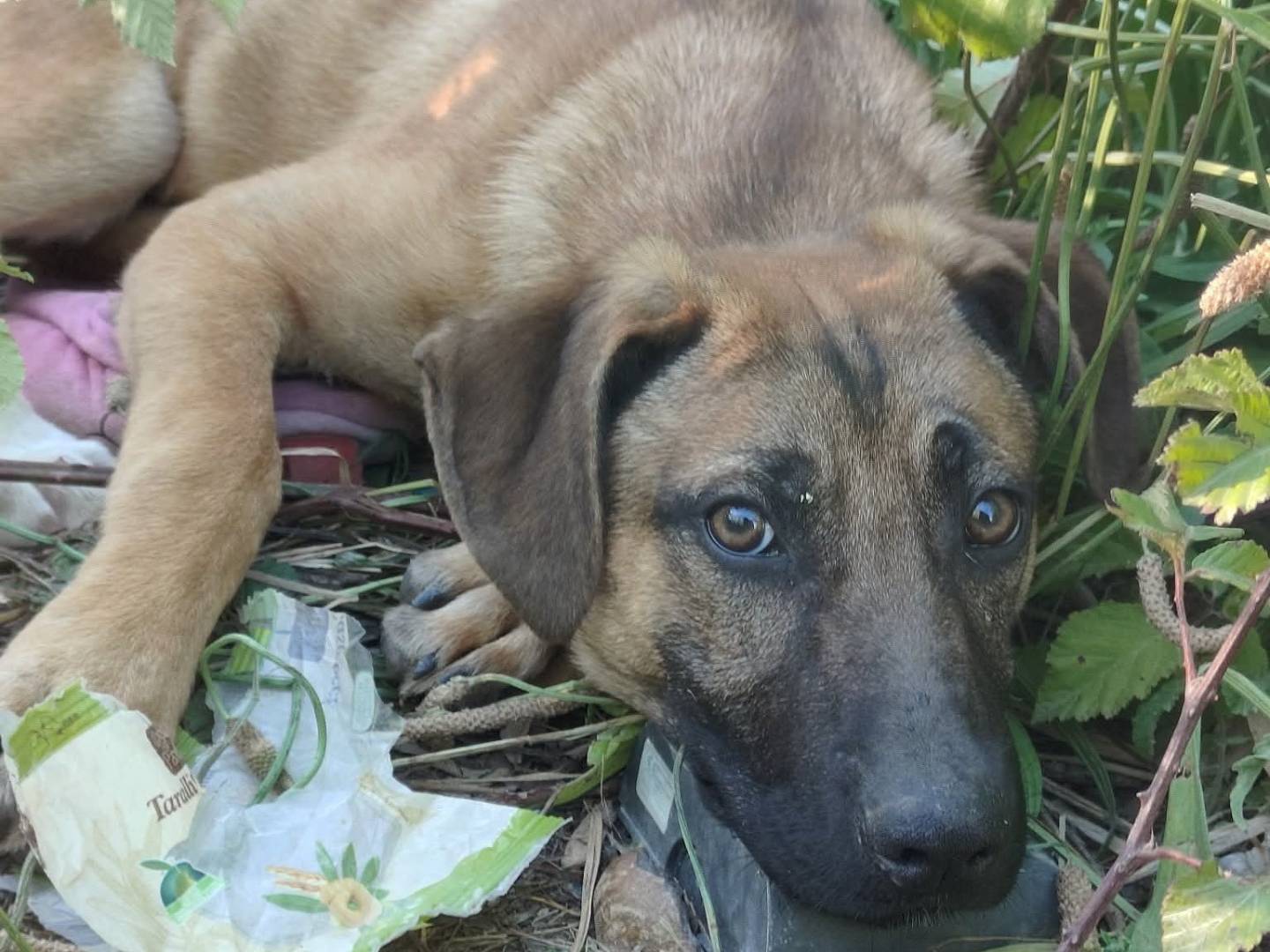 Adotta un cane, taglia media, maschio, Cosenza