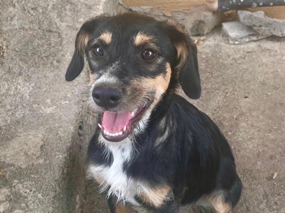 Adotta il cane Tessa a Catania