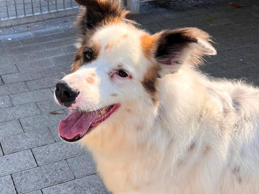 Vuoi adottare un cane a Milano?