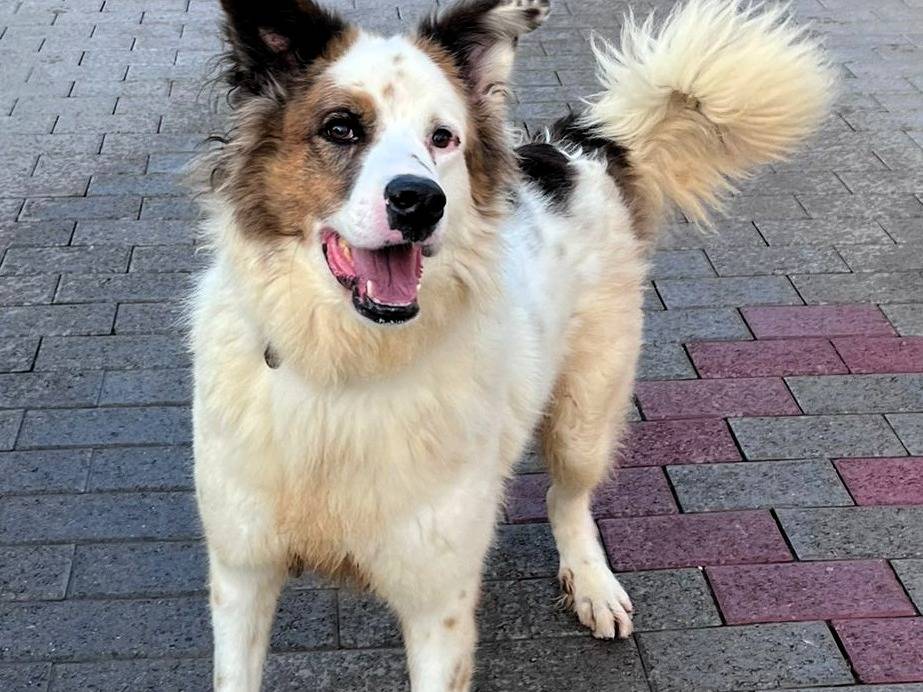 Adotta il cane GHIACCIO a Milano