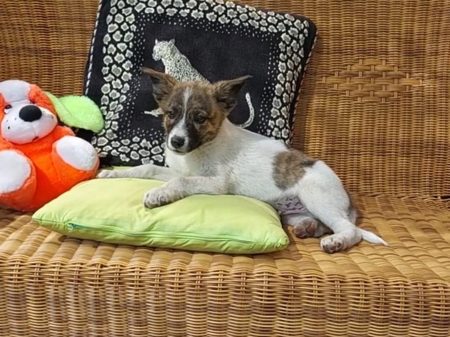 Adotta un cane, taglia piccola, maschio, Avellino