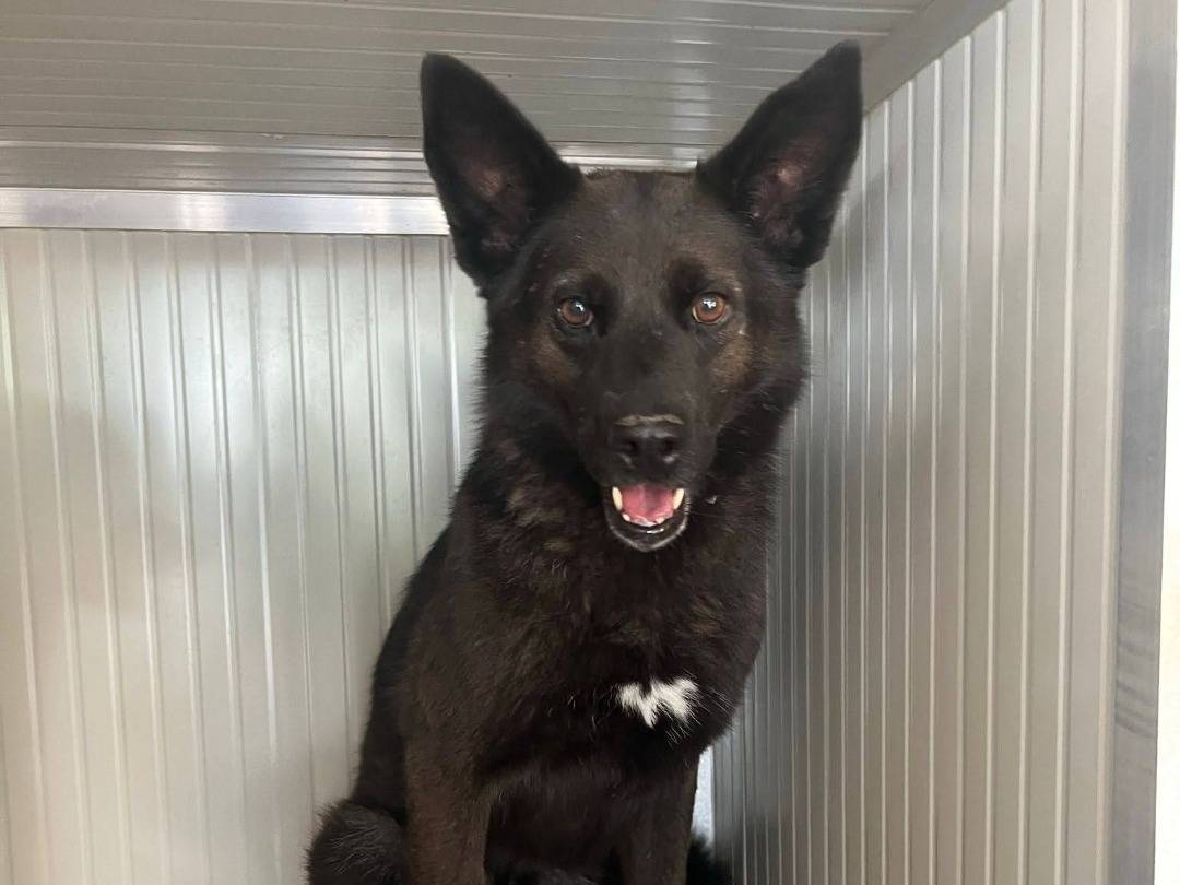 Adotta un cane, taglia media, maschio, Milano