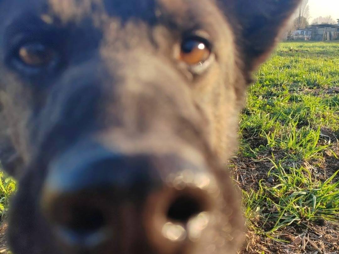 Adotta il cane Bacco a Milano