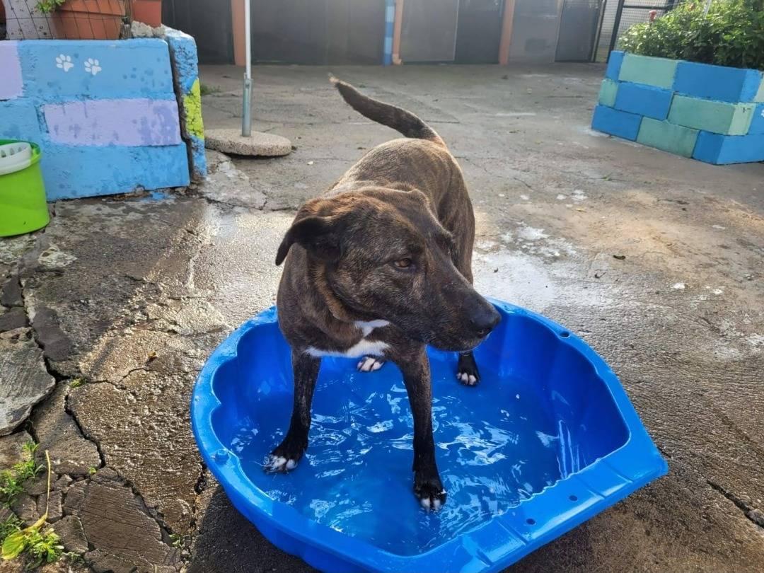 Vuoi adottare un cane a Milano?