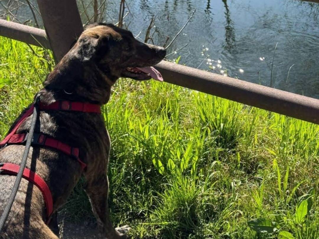 Adotta il cane Pennetta a Milano